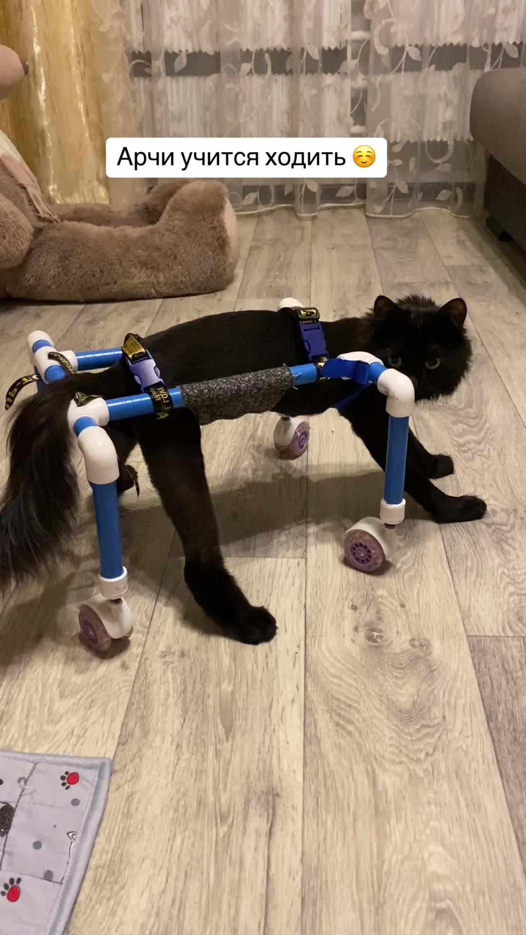 @Котята в дар!