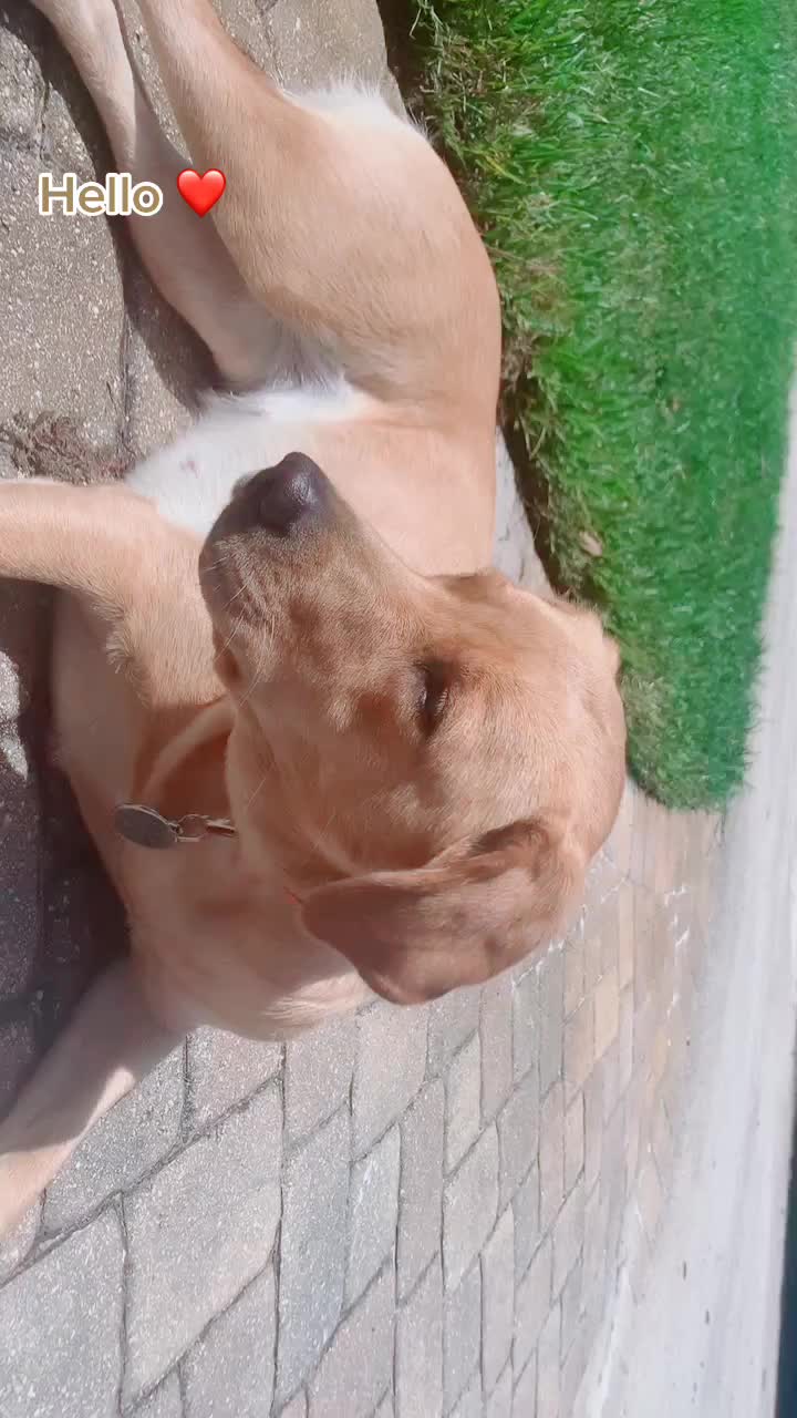 @Xena the dog