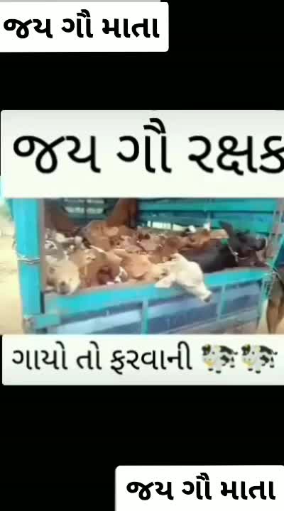 @ગાય નું ગોવાડ