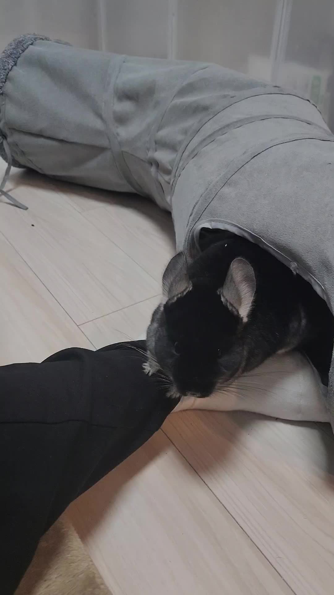 @チンチラプー子