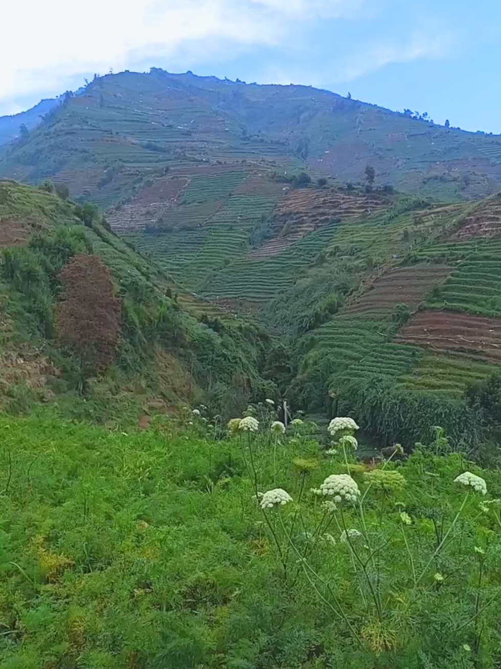 @jaka swara