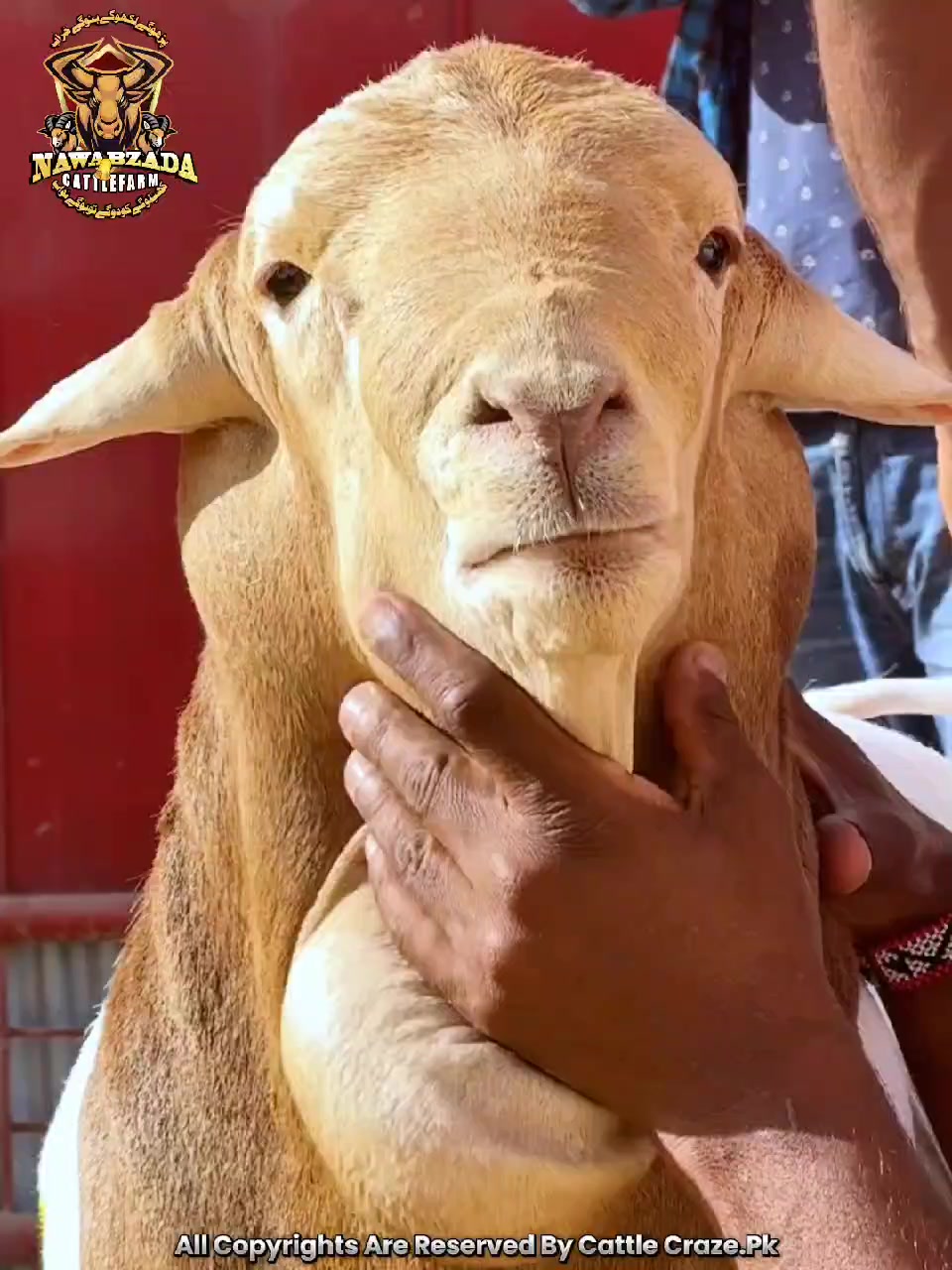 @MAJESTIC CATTLE & GOAT FARM