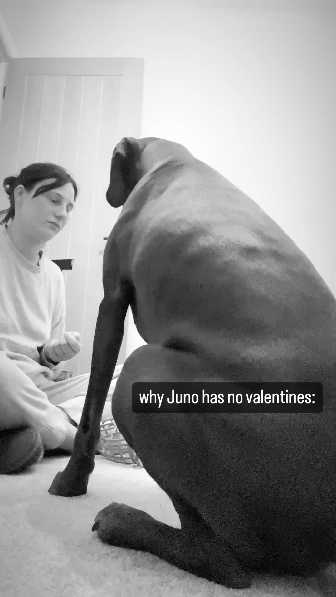 @junoandcocumbria
