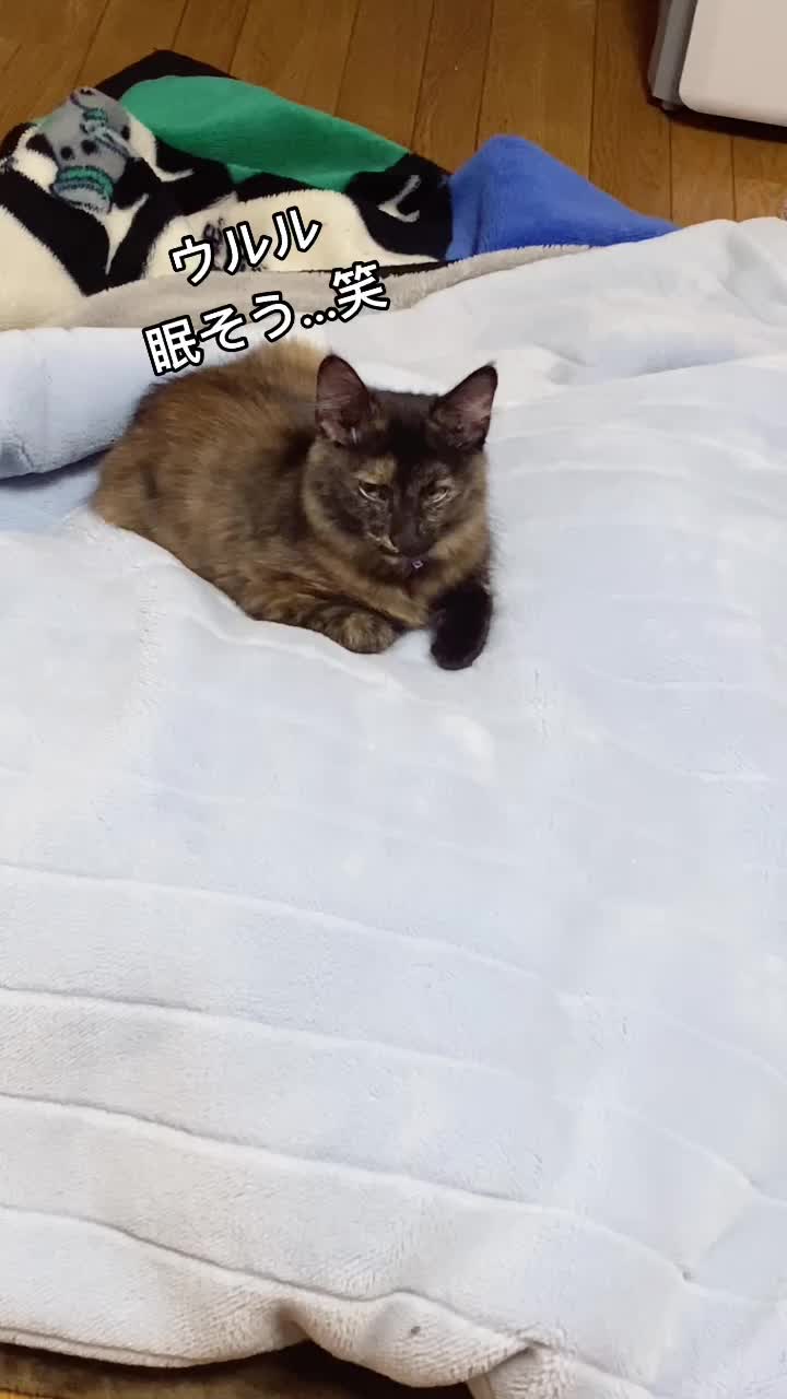 @Toomo-cats🐈