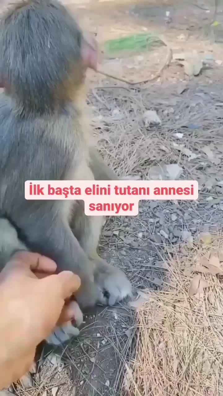@mstf