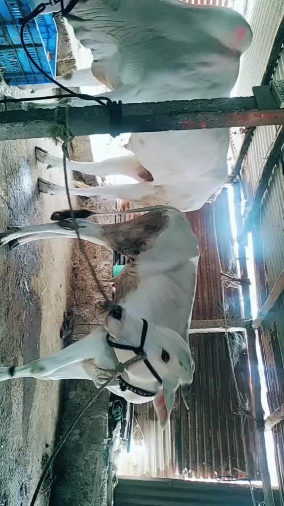 @vikram kenjale vk