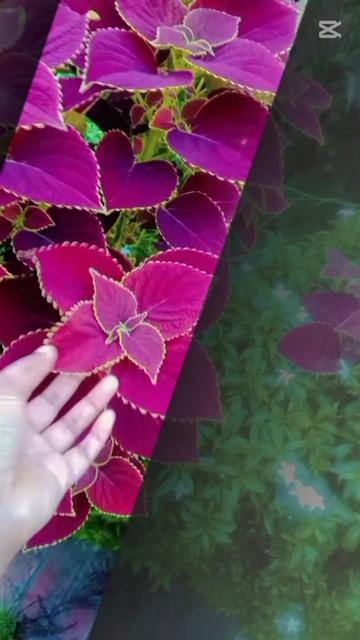 @🍂Anika Islam 143🍂