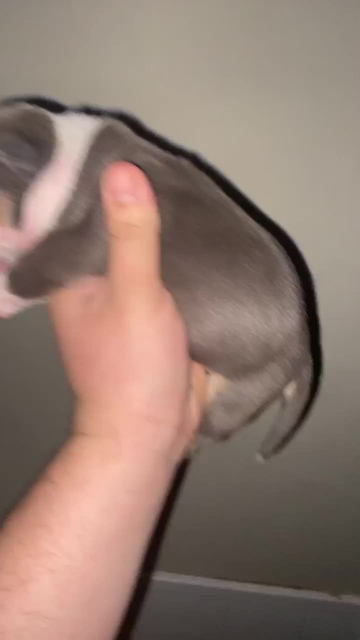 @Grimey Bullys 🐾🦴