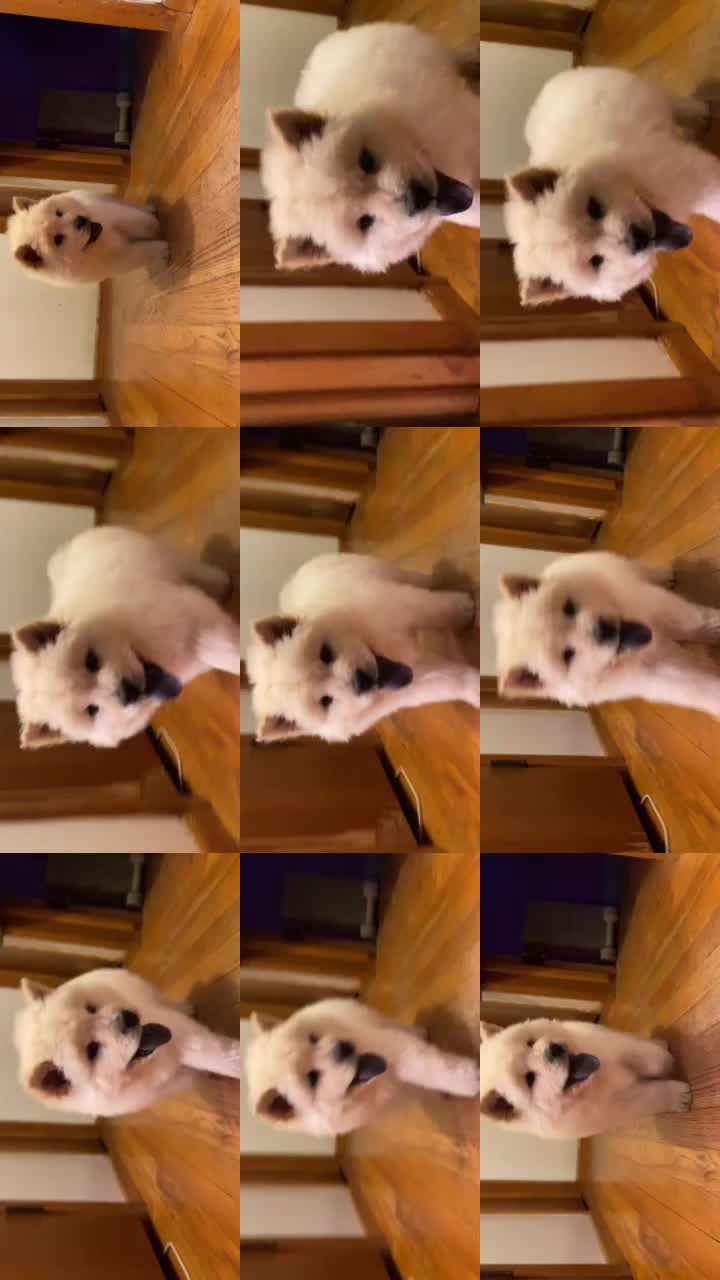 @chowsandpals