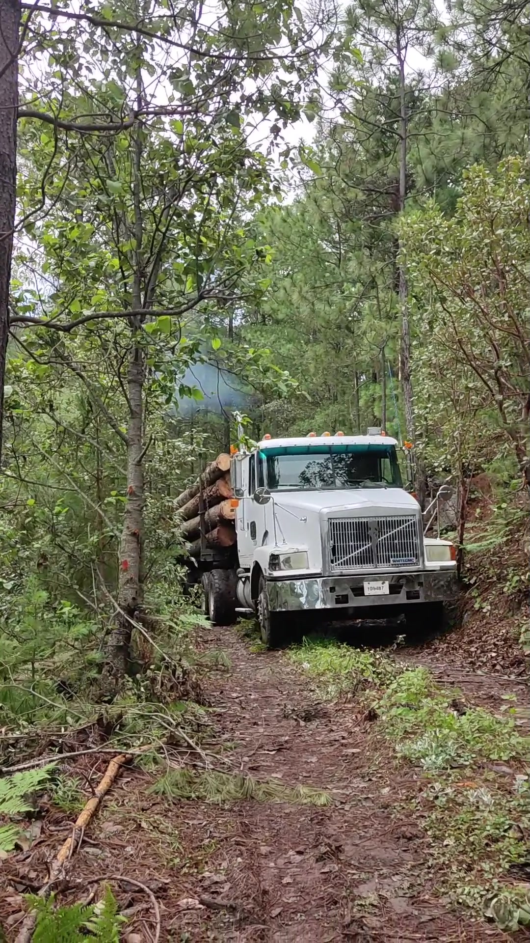 @Chihuahua Trucks
