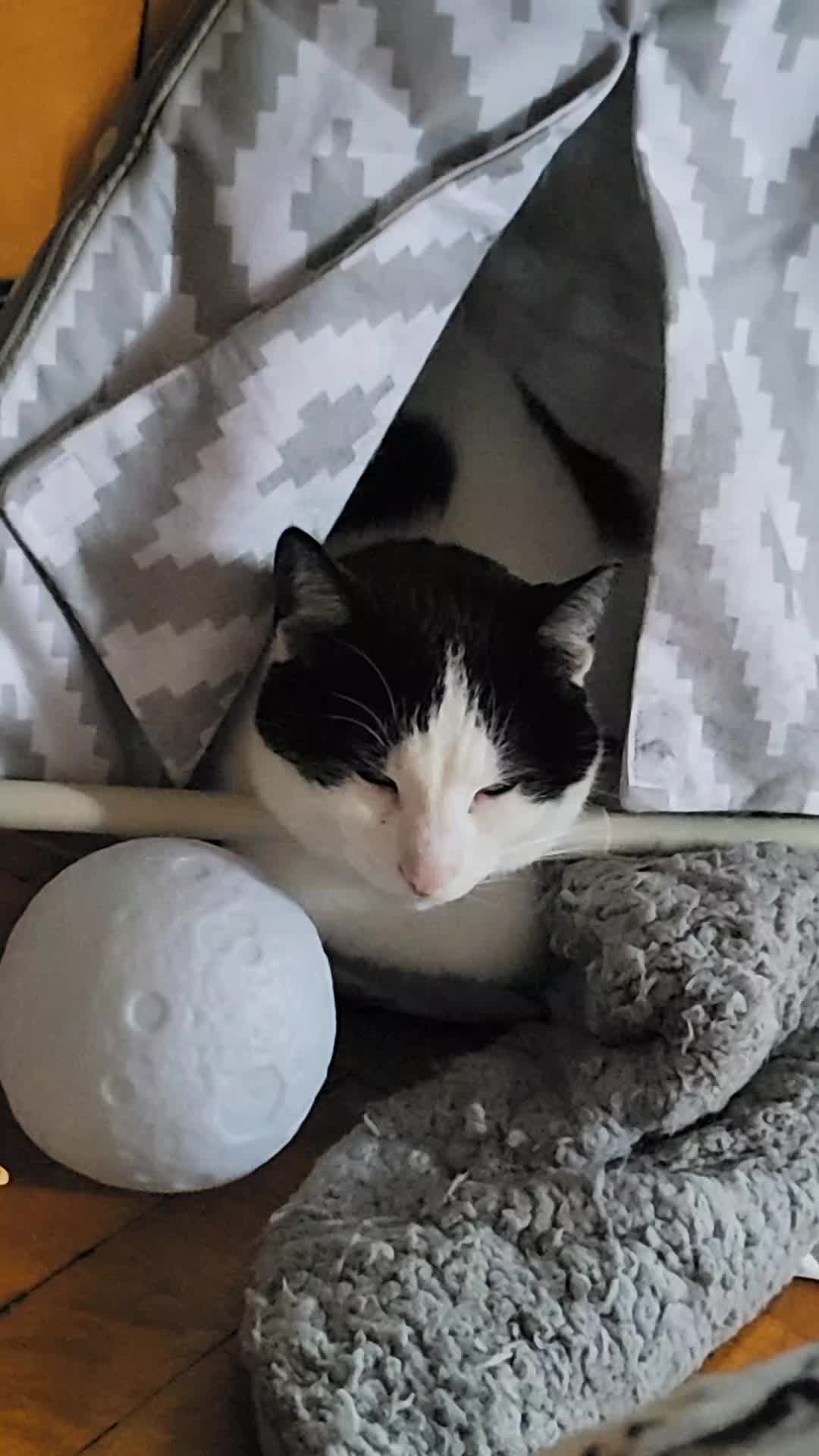 @MushroomCat