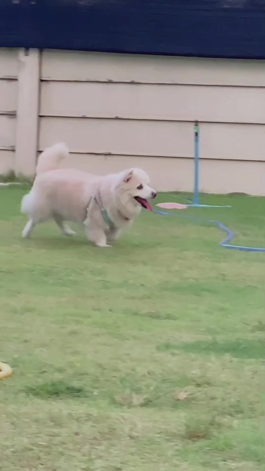 @Fluffy Creamy Dog