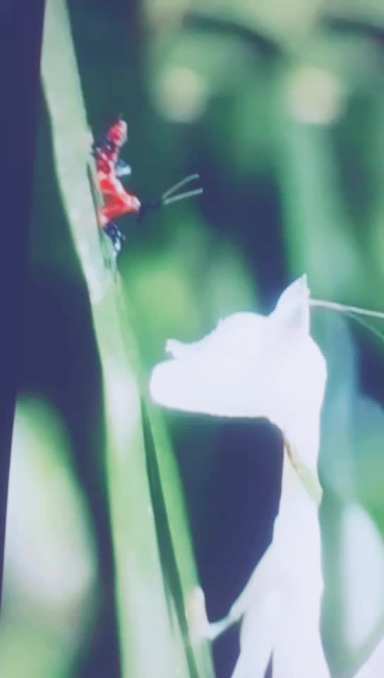 @HanokuParamata