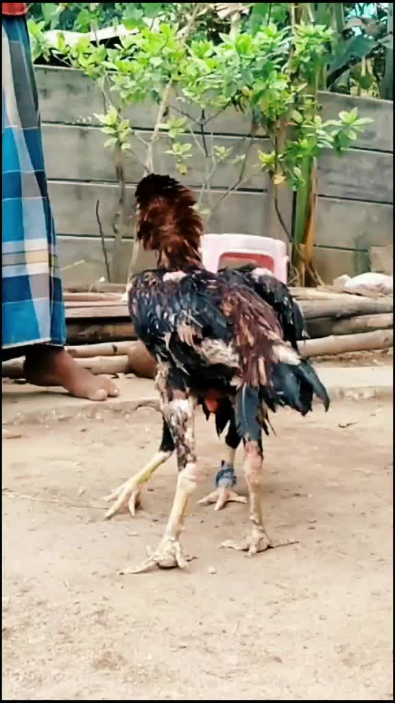 @Şhaîju Řiçharď Æ
