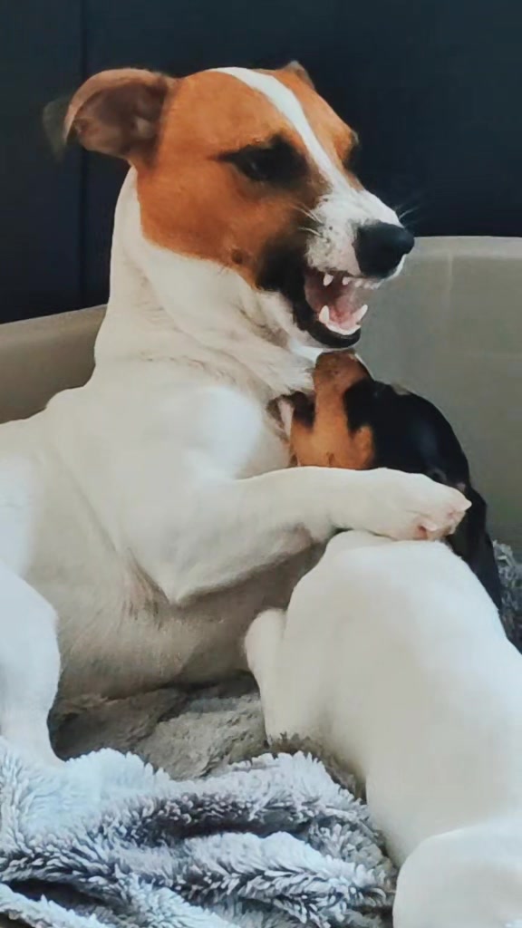 @Opie and Jax 🧡