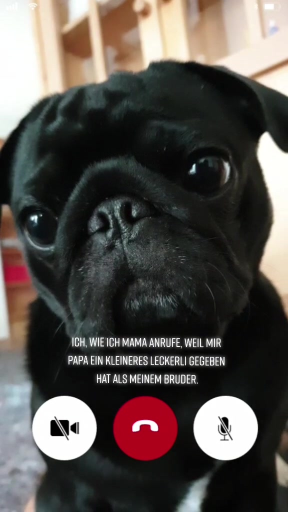 @lovelypug.kiba