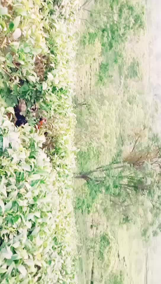 @CHANDAN KALANDI