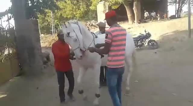 @HajiBhai malthari 🐴