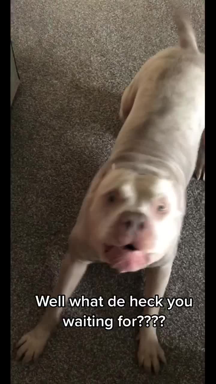 @Ghost the Bully