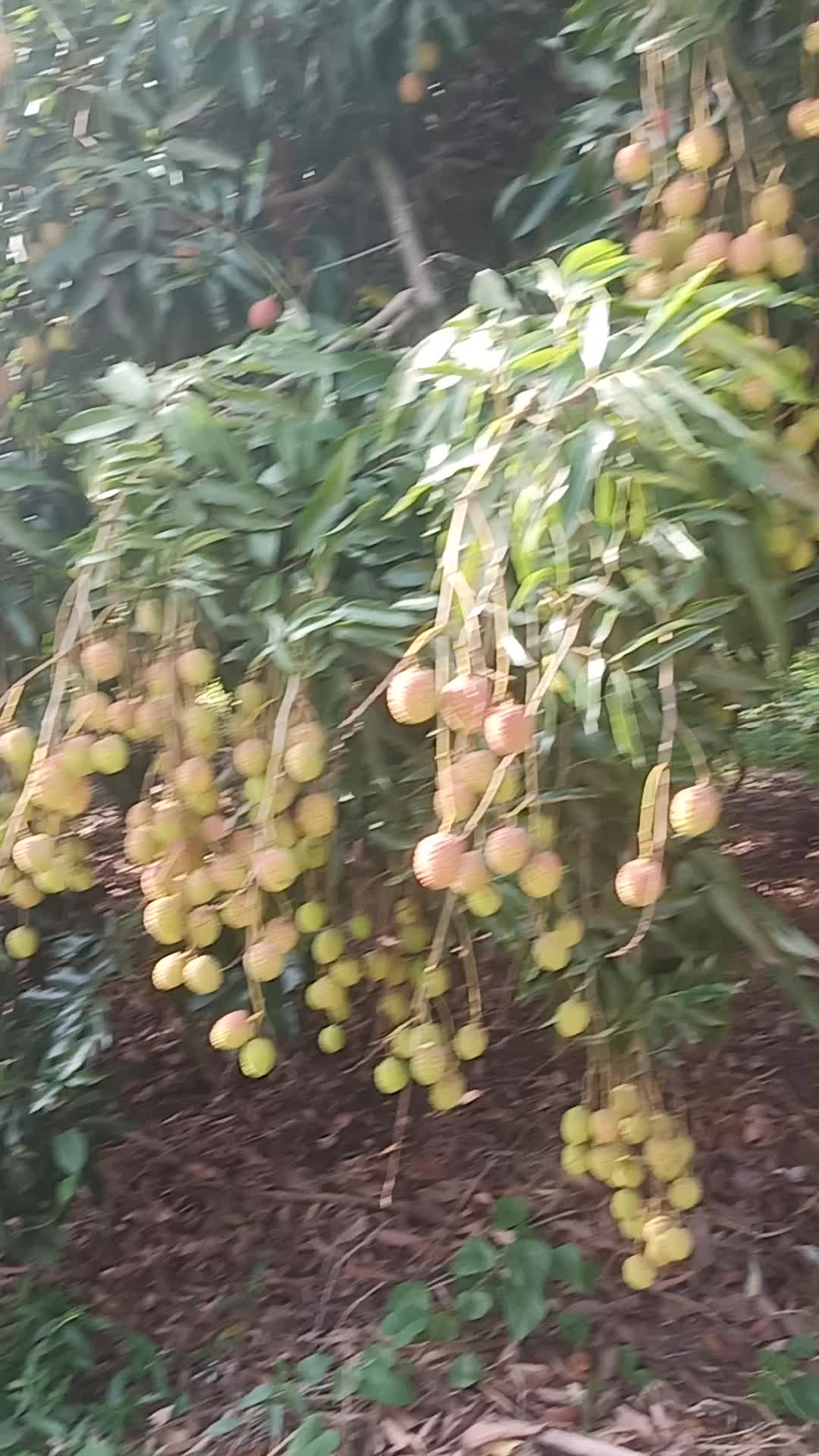 @bijaya biswokarma