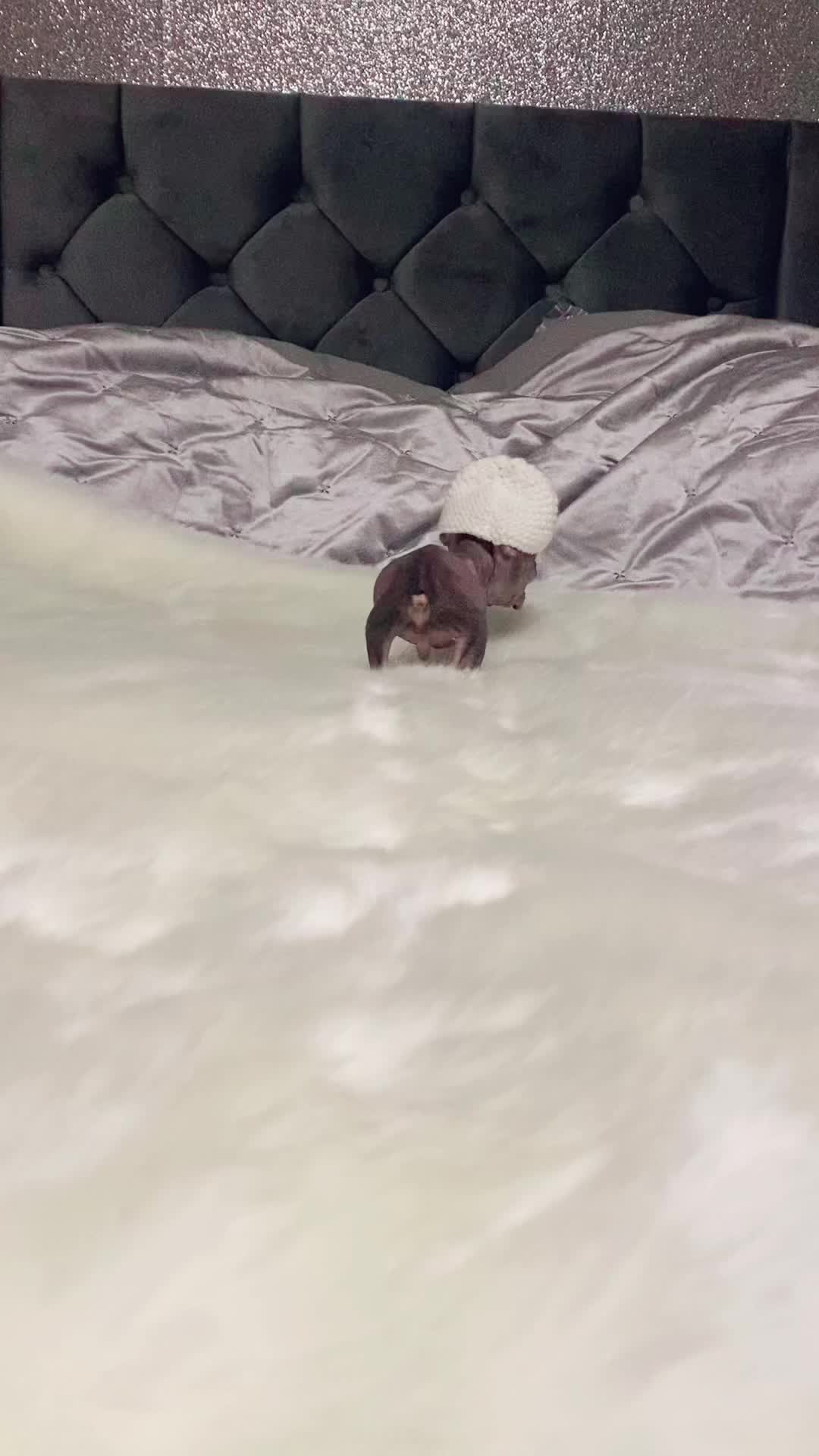 @Softskinpuppies