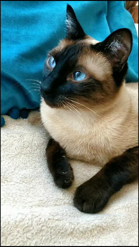 @Titan the Cat