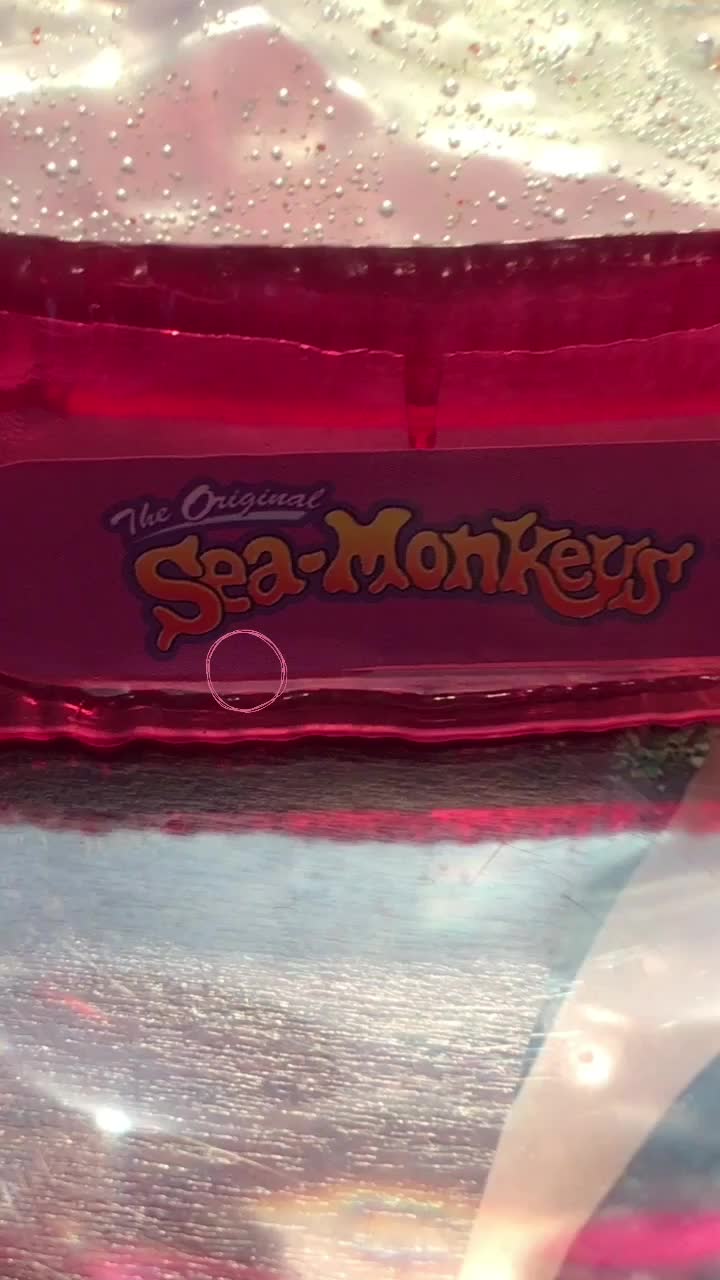 @sea monkeys