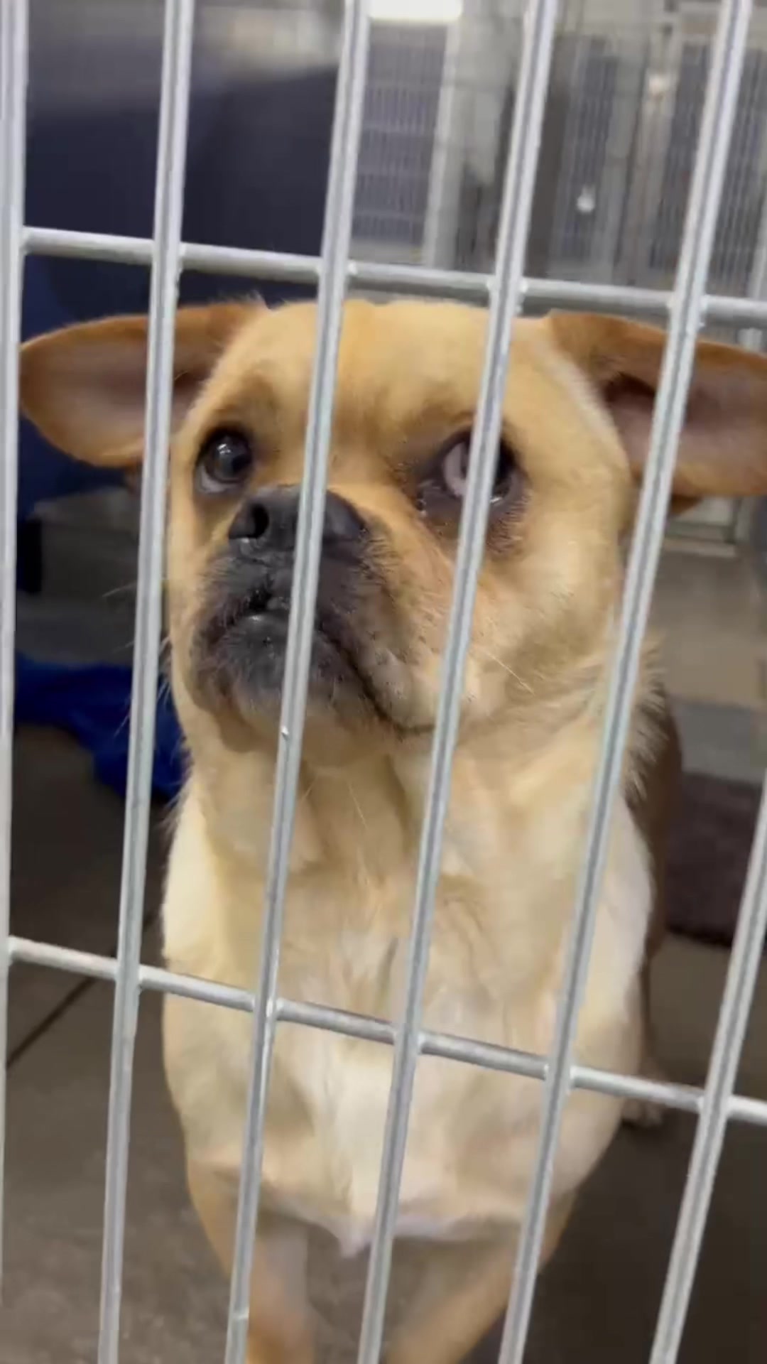 @Ramona Pets