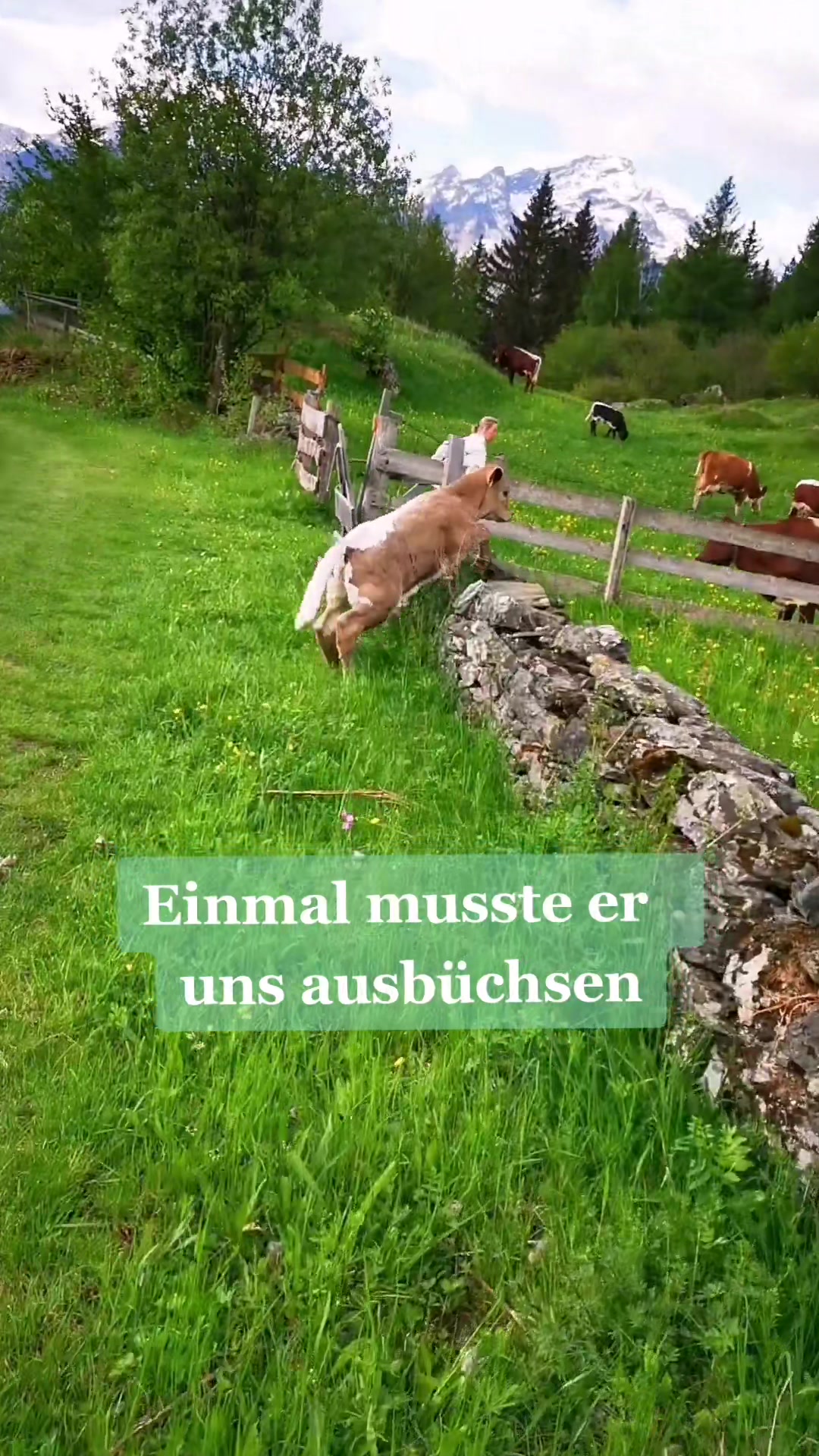 @Rabischnig