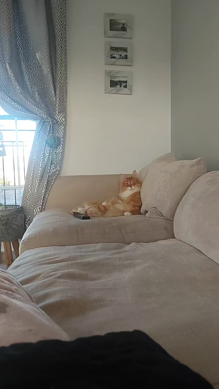 @Odintheforestcat