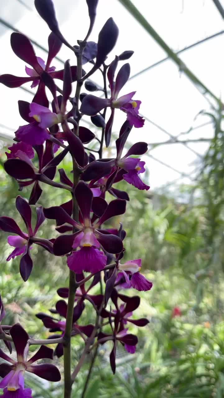 @Motes Orchids