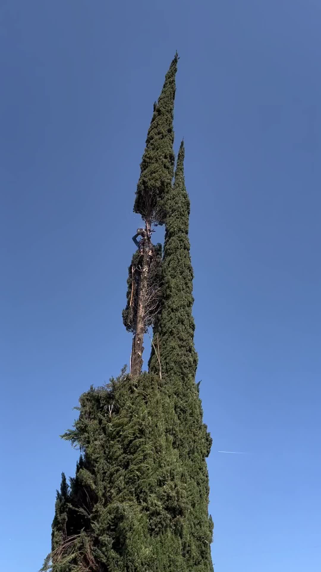 @fidel_treeexperts