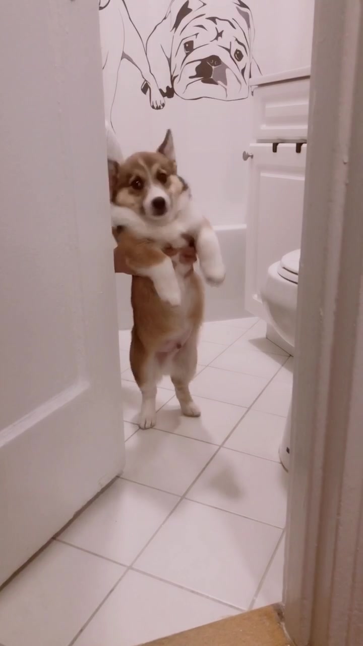 @Ollie The Corgi