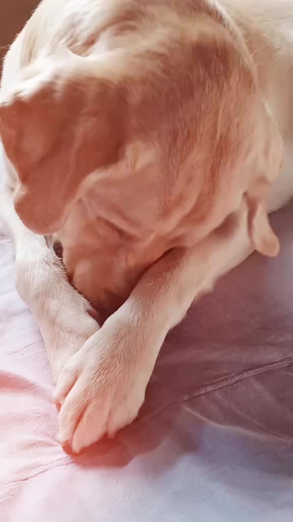 @Cute Doggo 🐶