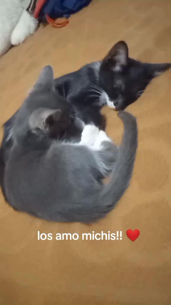 @anaivettemartinez0
