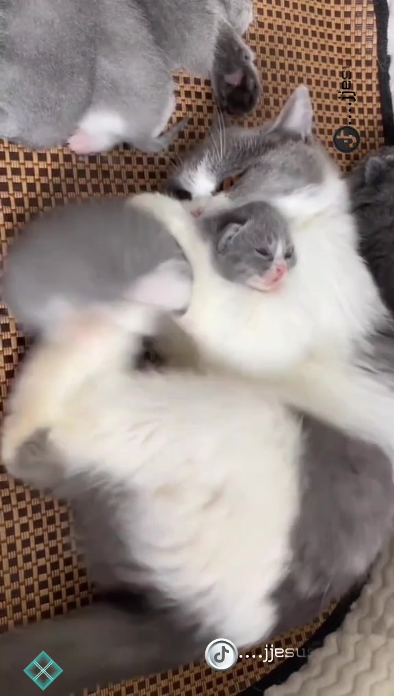@✧ 𝕵𝖊𝖘𝖚𝖘 ✧