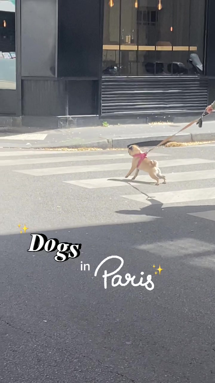 @dogs in Paris 🐶