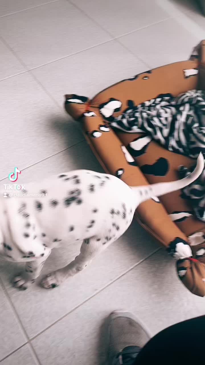@Zoethedalmatian
