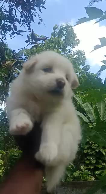 @chandusasidharan
