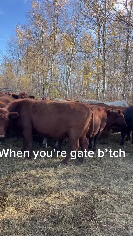 @Layner Baptiste