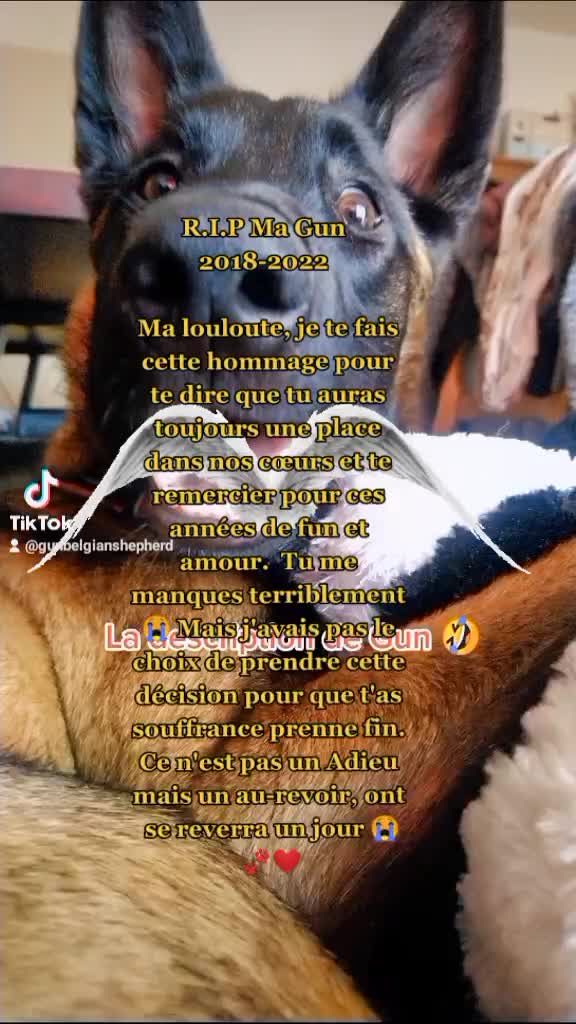 @Gun-BelgianShepherd