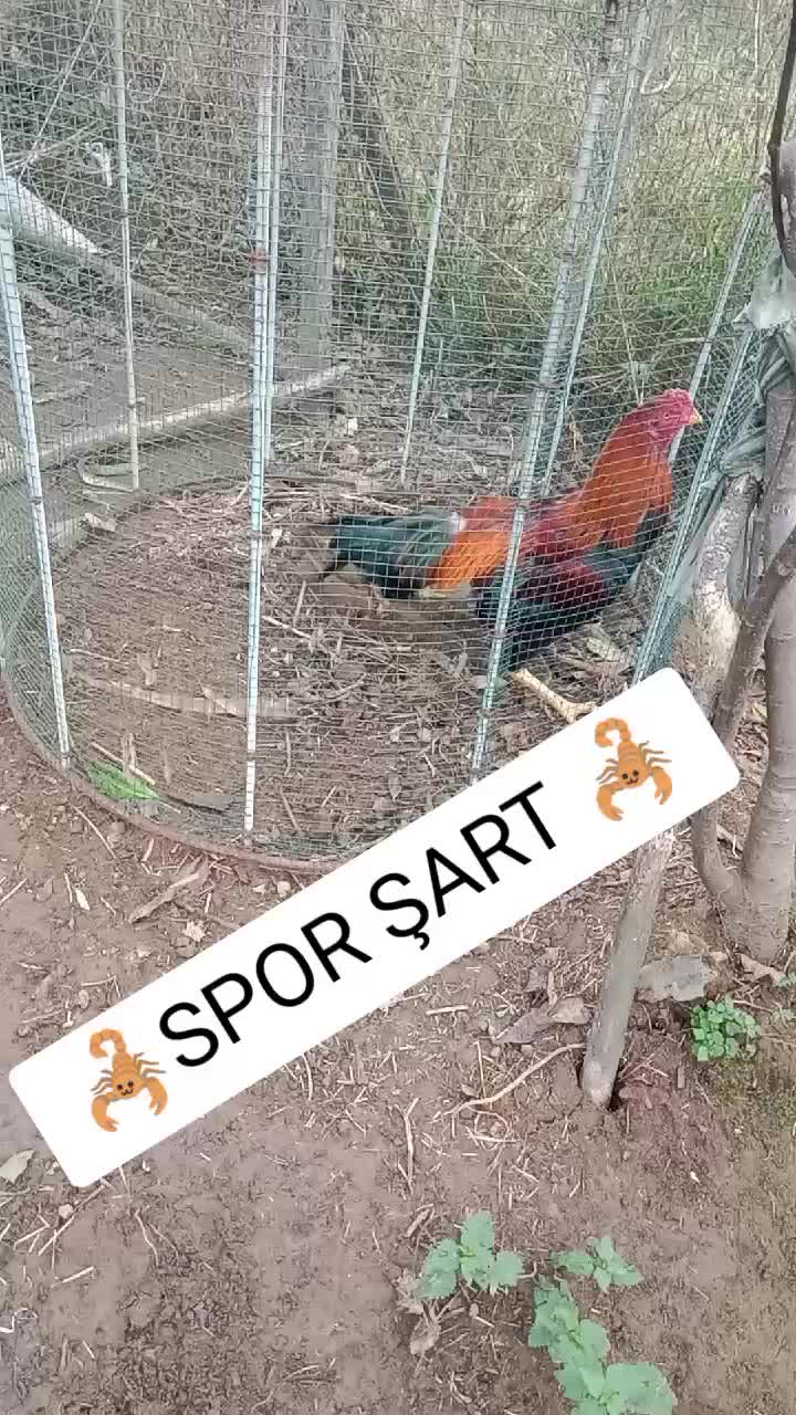 @ORDULU M&Uuml;SL&Uuml;M