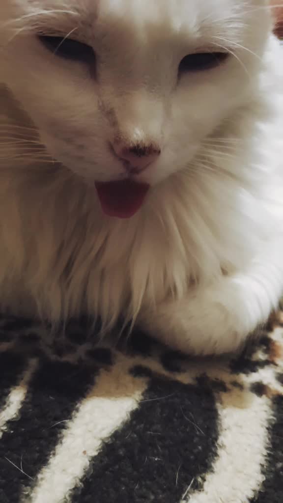 @&hearts;️Priss_Miau_lalocadelosgatos