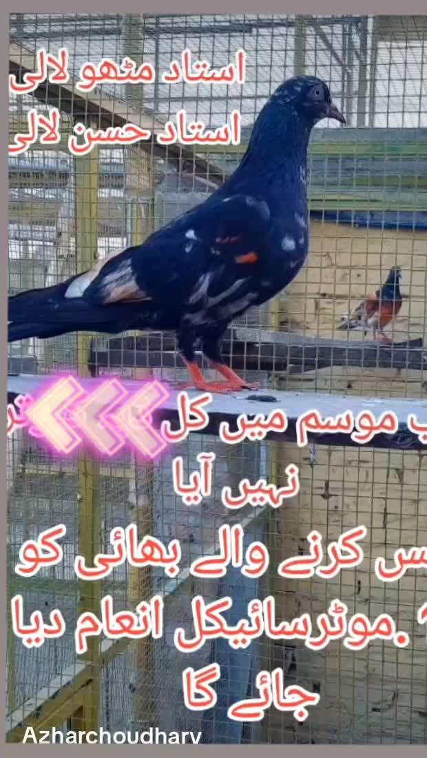 @kaboter Bazi10eb
