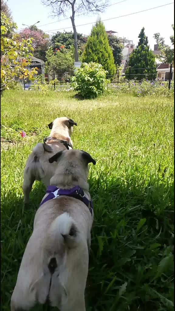 @Norka Elizabeth The Pug