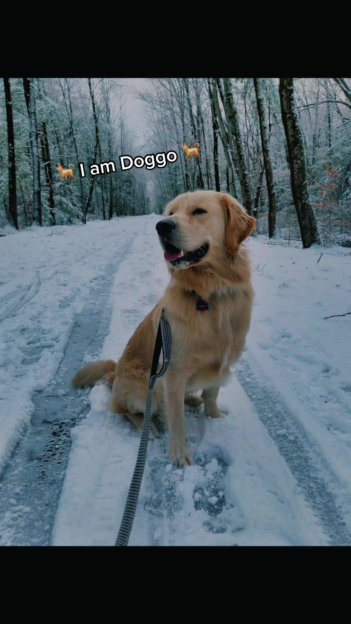 @Buddy the Golden 🦮😎
