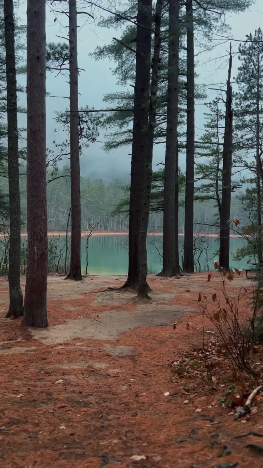@The Spirit Forest