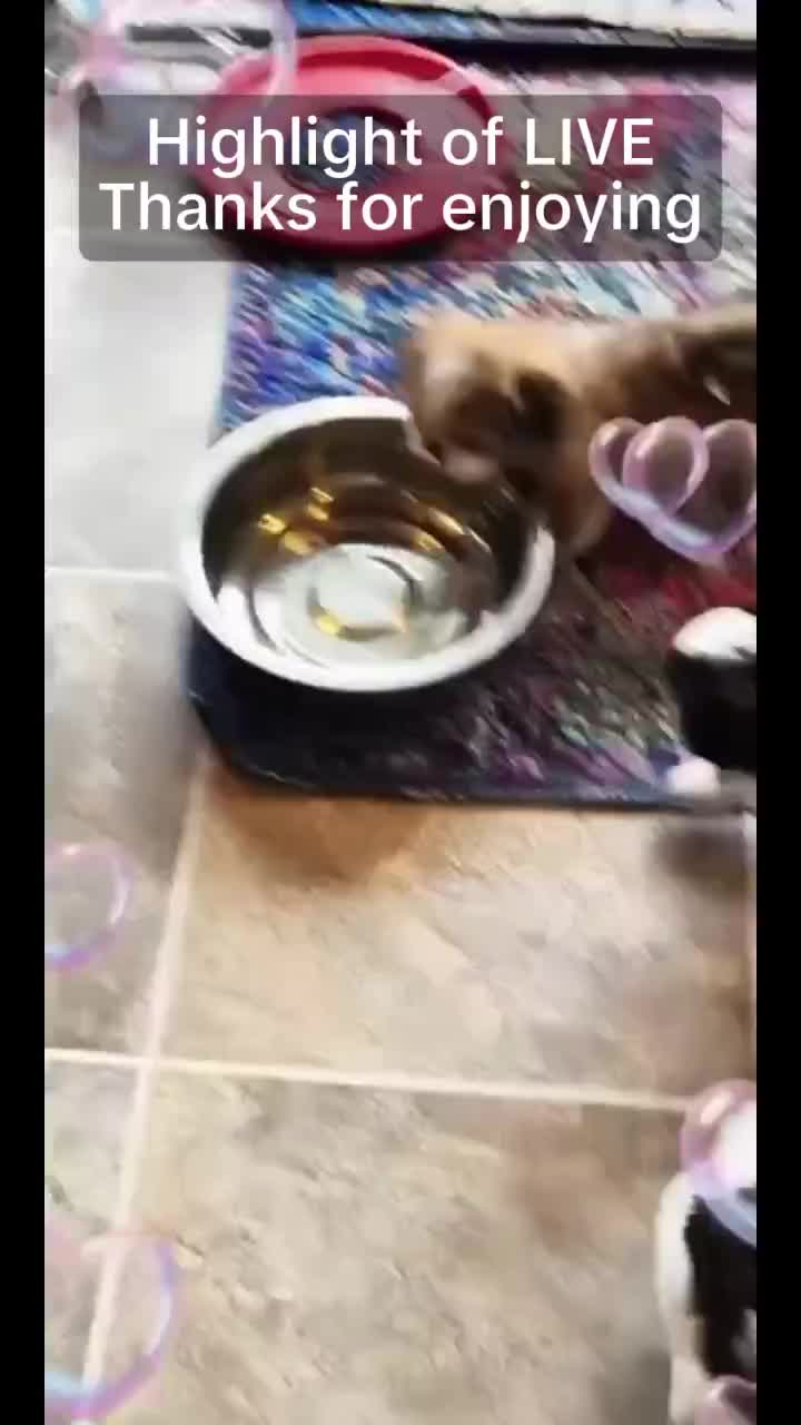 @Barb's Precious Pups