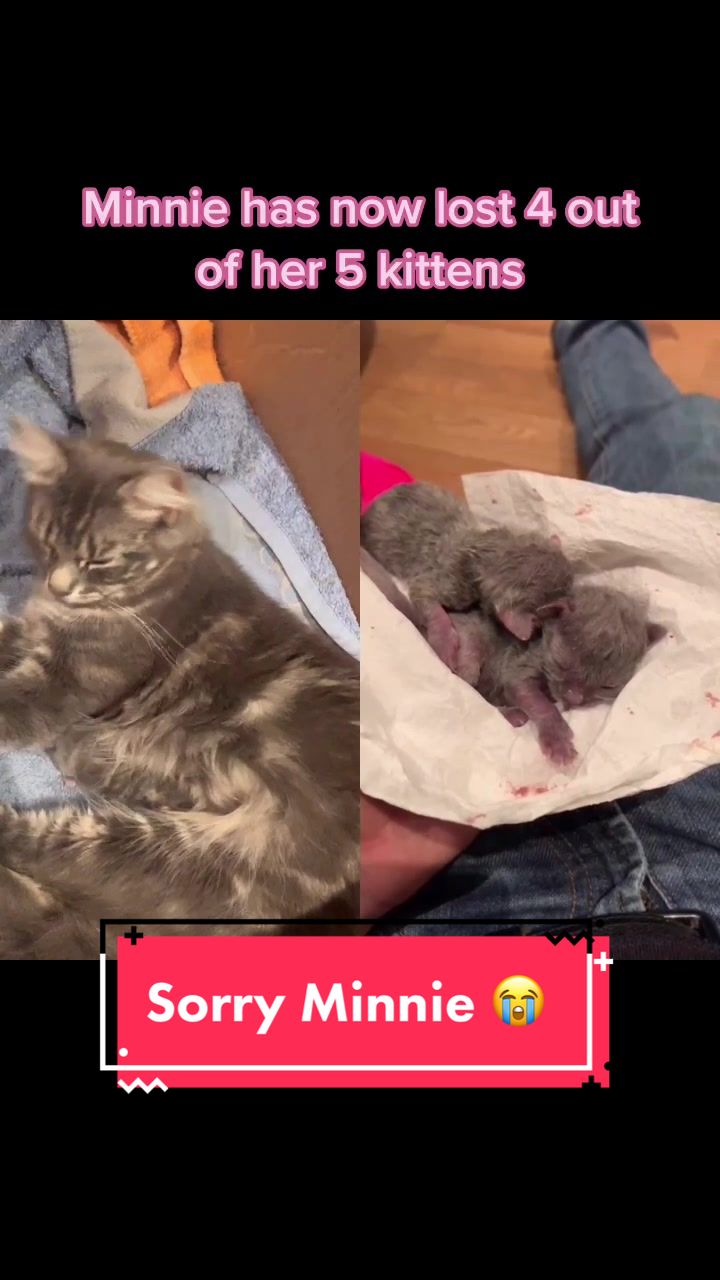 @Miracle Kittens