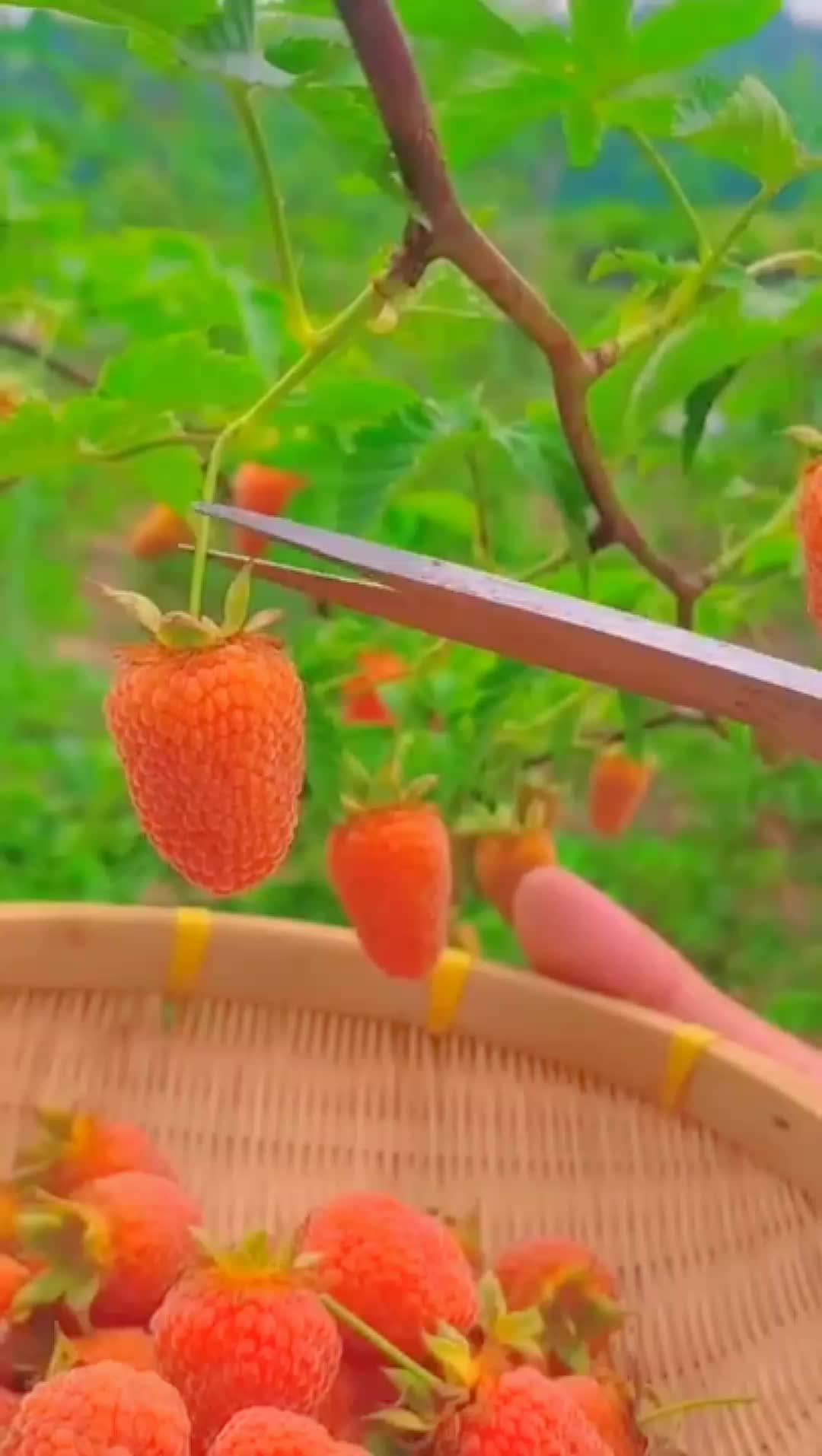 @🍎🍓🍒🍊🍍